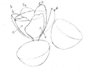 draw-tips-step-1